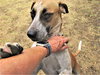Sage - Photo 3