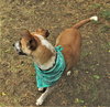 Sage - Photo 4
