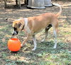 Sage - Photo 5