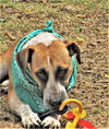 Sage - Photo 6