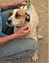Pepper - Photo 2