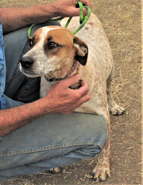 PEPPER - Australian Cattle Dog/Blue Heeler / Catahoula Leopard Dog available for adoption