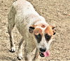 Pepper - Photo 3