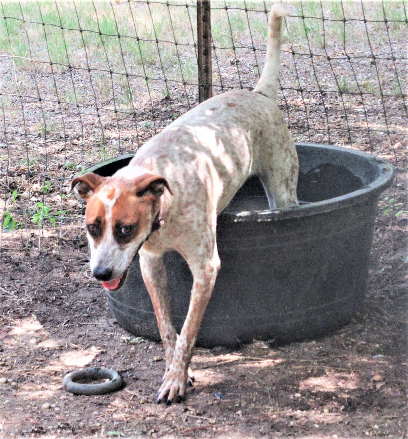 Dog for Adoption Pepper, a Australian Cattle Dog/Blue Heeler in