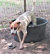 Pepper - Photo 4