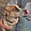 Pepper - Photo 5