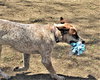 Pepper - Photo 6