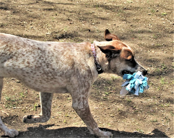 Pepper