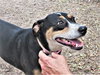 Rosemary - Photo 3
