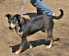 Rosemary - Photo 4