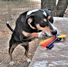 Rosemary - Photo 5