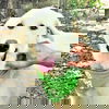adoptable Dog in godley, TX named Zorro
