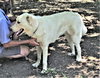 Zorro - Photo 2