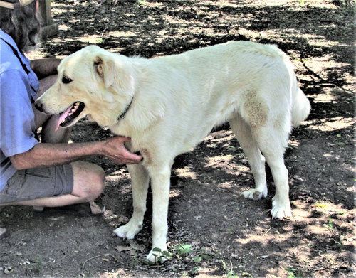 ZORRO - Great Pyrenees / Retriever available for adoption