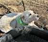 Zorro - Photo 3