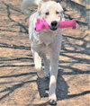 Zorro - Photo 5