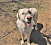 Zorro - Photo 6