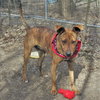Tigger - Photo 2