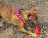 Tigger - Photo 3
