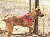 Tigger - Photo 4