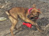 Tigger - Photo 5