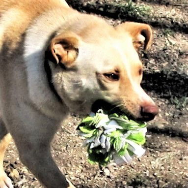 adoptable Dog in Godley, TX named Sprite