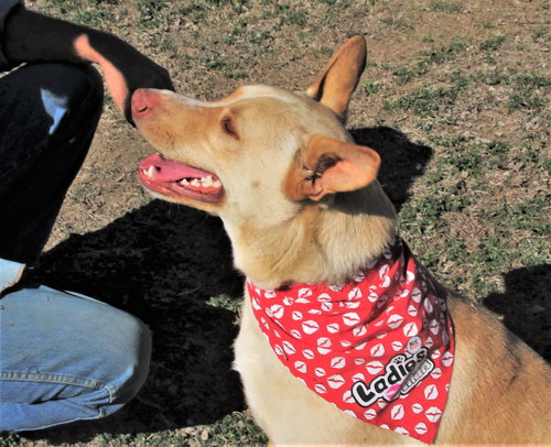 SPRITE - Shepherd / Retriever available for adoption