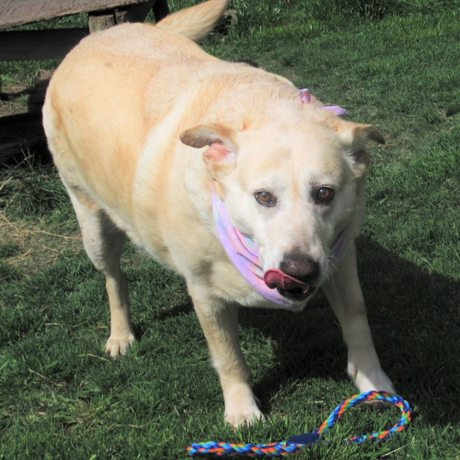 adoptable Dog in Godley, TX named Suzy