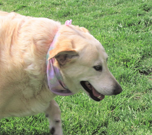 SUZY - Labrador Retriever / Retriever available for adoption