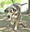 Duke - Photo 2