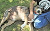 Duke - Photo 3