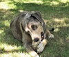Duke - Photo 4
