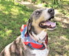 Duke - Photo 5