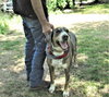 Duke - Photo 6