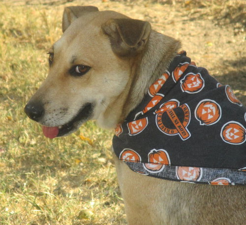 ELLIE - Retriever / Australian Cattle Dog/Blue Heeler available for adoption