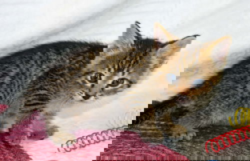 Ren
