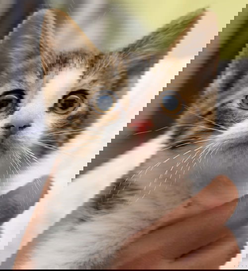 Kingsley