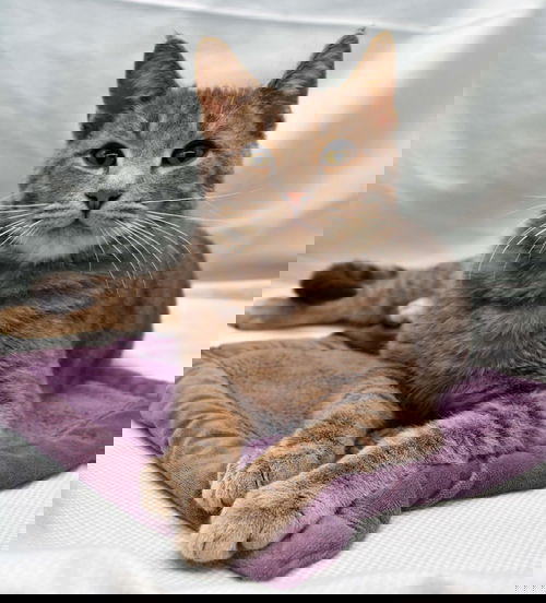 Jango