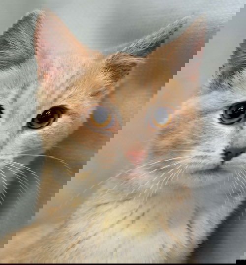 Gloria
