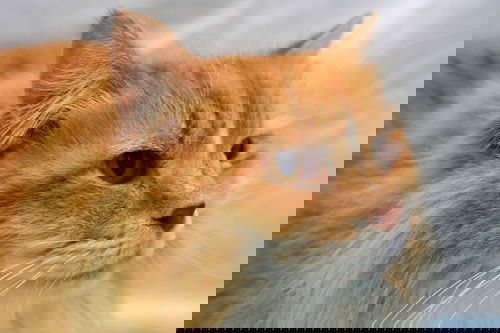 Marmalade