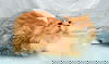 Marmalade