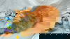 Marmalade