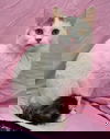 Theta