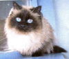 Harriet
