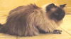 Harriet