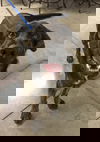 Jango