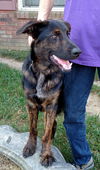 Jango