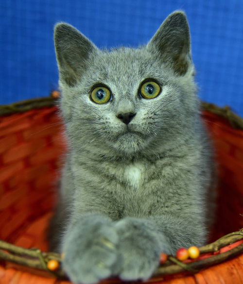 Opie