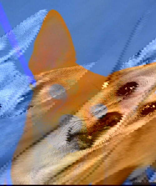 Chili