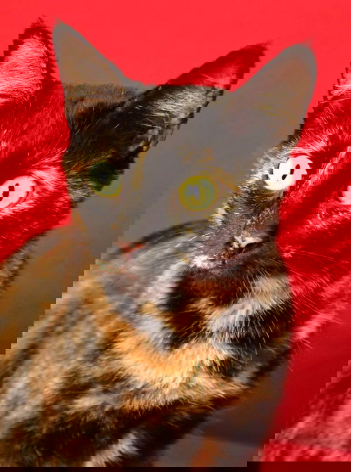 Reese